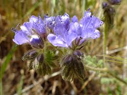 Image result for Hydrophyllaceae