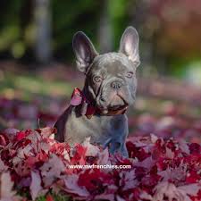 26,736 likes · 2,124 talking about this. Nw Frenchies Lilac French Bulldog Www Nwfrenchies Com French Bulldog Breeder In Washington State Bulldog Puppies French Bulldog Puppies Puppies