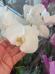 Feel free to contact us at hello@aisleofshame.com with questions, comments or partnerships. Aldi Flowers Grab Orchids Flower Bouquets And More For Mother S Day
