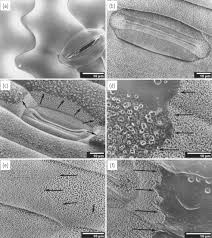 On plant leaves, there is a strong selection for cells with traits that would also favour. Sample Preparation For Sem Of Plant Surfaces Sciencedirect