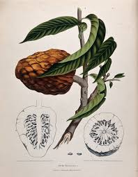 Custard apple is a common name for a fruit, and the tree which bears it, annona reticulata. Custard Apple Wikipedia