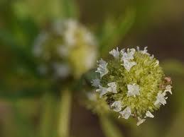 Image result for Spermacoce congensis