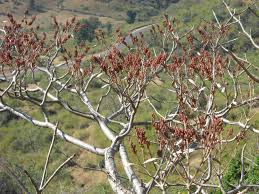 Image result for Hymenodictyon parvifolium