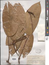 Image result for Culcasia orientalis