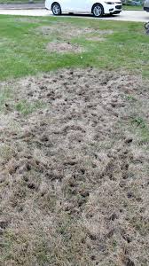Waverly holes in and around the lawn can be as diverse in size and shape as the causes behind them. Holes In Lawn Dying Grass 460563 Ask Extension