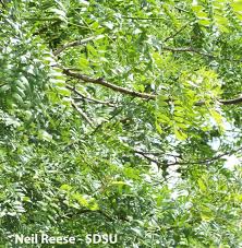 Image result for Juglandaceae