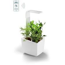 Maybe you would like to learn more about one of these? Potager D Interieur Connecte T3 Blanc Kit Starter Tregren Pas Cher A Prix Auchan