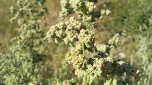 Image result for Chenopodium opulifolium