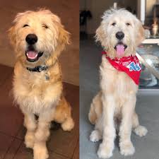 Learn how to properly groom your grooming your goldendoodle. Norm Before And After His First Puppy Cut Goldendoodles