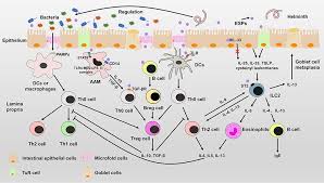 Image result for Helminth