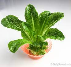 Does romaine lettuce grow back after cutting? How To Regrow Romaine Lettuce From The Stem Gettystewart Com