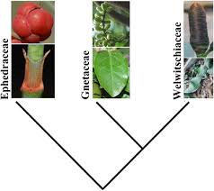 Image result for Gnetaceae