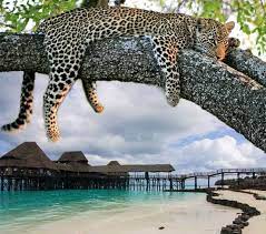 Сафари из занзибара в нацпарки тарангире и нгоронгоро на 2 дня. Tury V Tanzaniyu African Star Travel