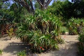 Image result for Aloe arborescens × musapana