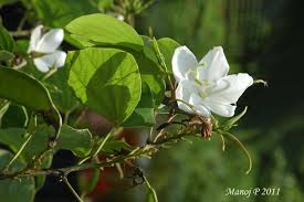 Image result for Alvesia