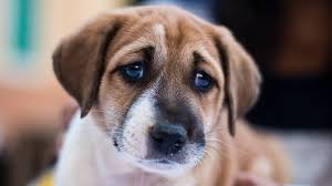 Dry eyes in dogs can be caused by a number of factors. Masters Of Manipulation The Evolution Of Puppy Dog Eyes Cna