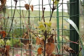 Hij is ideaal te gebruiken voor het begroeien van afsluitingen of een klimrek aan de muur.'. Clematis Hoe En Wanneer Clematissen Snoeien Praktische Tips