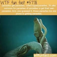 Wtf Fun Factss Wtf Fun Facts Fun Facts Funny Facts