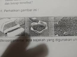 Mikroorganisme Apa Sajakah Yang Di Gunakan Untuk Membuat Produk Makanan Di Atas Brainly Co Id