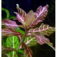 Image result for Potamogeton octandrus