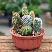 Featuring demonstrations of how to propagate and care for succulents and cacti, and other tips on working with these beautiful plants in challenging climates. Cactus Dish Garden Varieties May Vary Alsip Home Nursery