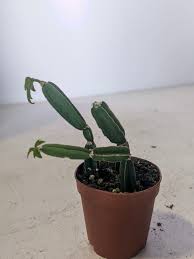Image result for Cissus quadrangularis
