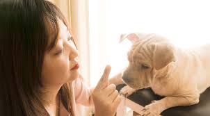 Our Favorite Puppy Training Videos