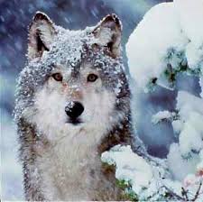 Download and use 10,000+ wolf wallpaper stock photos for free. Snow Wolf Wallpaper New Wallpapers