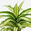 Jul 15, 2021 · mass cane plant: 1