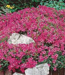 pin auf garten