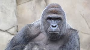 T he cincinnati zoo, where harambe the gorilla was shot dead earlier this year after a child fell into his enclosure, is not amused by the many memes of the massive animal circulating online. Celebrities Express Outrage Over Killing Of Harambe The Gorilla The Hollywood Reporter