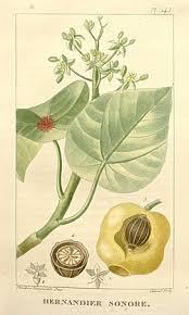 Image result for Hernandiaceae