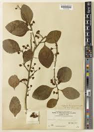 Image result for Gymnosporia tenuispina