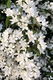 The northern catalpa grows 40 to 60 feet tall, but the southern magnolia can grow up to 80 feet in height. 15 Of The Best White Flowering Trees For Your Landscape