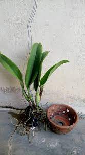 Syok kan bila tengok pokok orkid sudah mengeluarkan bunga. Cara Tanam Orkid Cattleya Untuk Elak Masalah Akar Mudah Reput Impiana