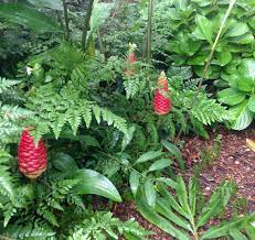 Pinecone Ginger Growing Happily Among The Ferns And Hydrangeas Ginger Plant Hydrangea Pine Cones