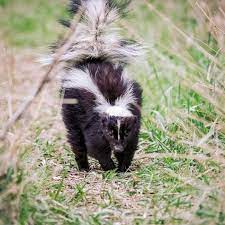 Here's how to get rid of skunk smell in house, car, on dogs and humans. How To Get Rid Of Skunk Smell This Old House