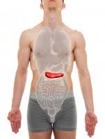 Uit onderzoek blijkt dat mensen heel weinig weten over de anatomie van het lichaam. Waar Zit Je Lever Waar Zit Je Hart Milt En Andere Organen Mens En Gezondheid Diversen