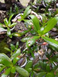 Image result for Pemphis