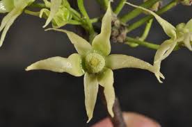 Image result for Monoon longifolium