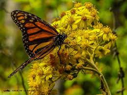 Mariposa Monarca Tenacidad En Nuestros Cielos Mexicanos Mexico Desconocido