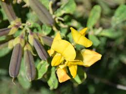 Image result for Crotalaria recta