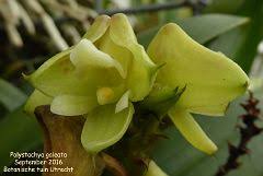 Image result for Polystachya galeata