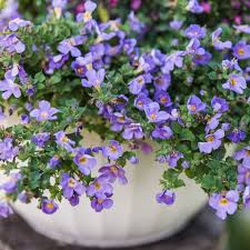 Find here best of trailing flowers for hanging baskets. 21 Best Hanging Plants Best Plants For Hanging Baskets