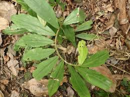 Image result for Costus afer