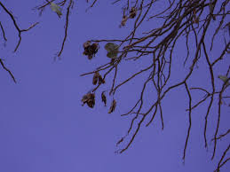 Image result for Terminalia macroptera