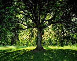 Maybe you would like to learn more about one of these? American Elm 100 Most Common North American Trees