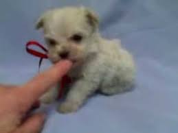 Micro Teacup Maltipoo Puppy For Sale Maltipoo Puppy Teacup Maltipoo Cute Teacup Puppies