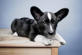 The cardigan welsh corgi is a long, low to the ground dog. Monty Cardigan Corgi Puppies Corgi Corgi Husky