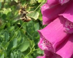 Simple flowers are bee favorites. 25 Flowers For Solitary Bees By Nurturing Nature Film Nurturing Nature